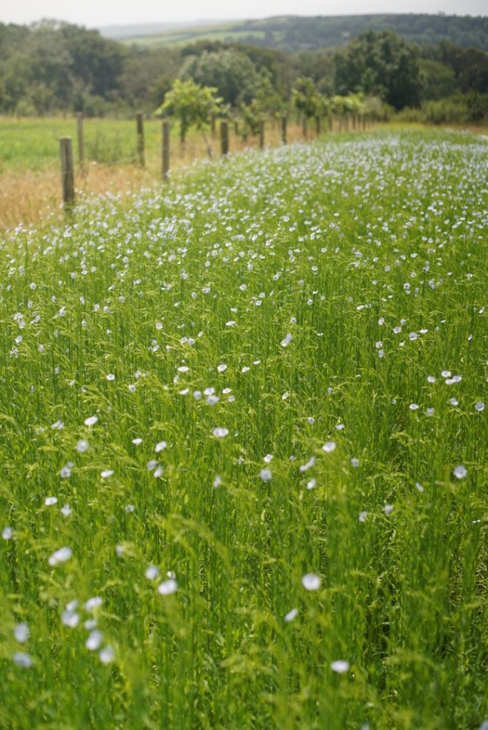 Field of flax in flower with small pale blue flowers