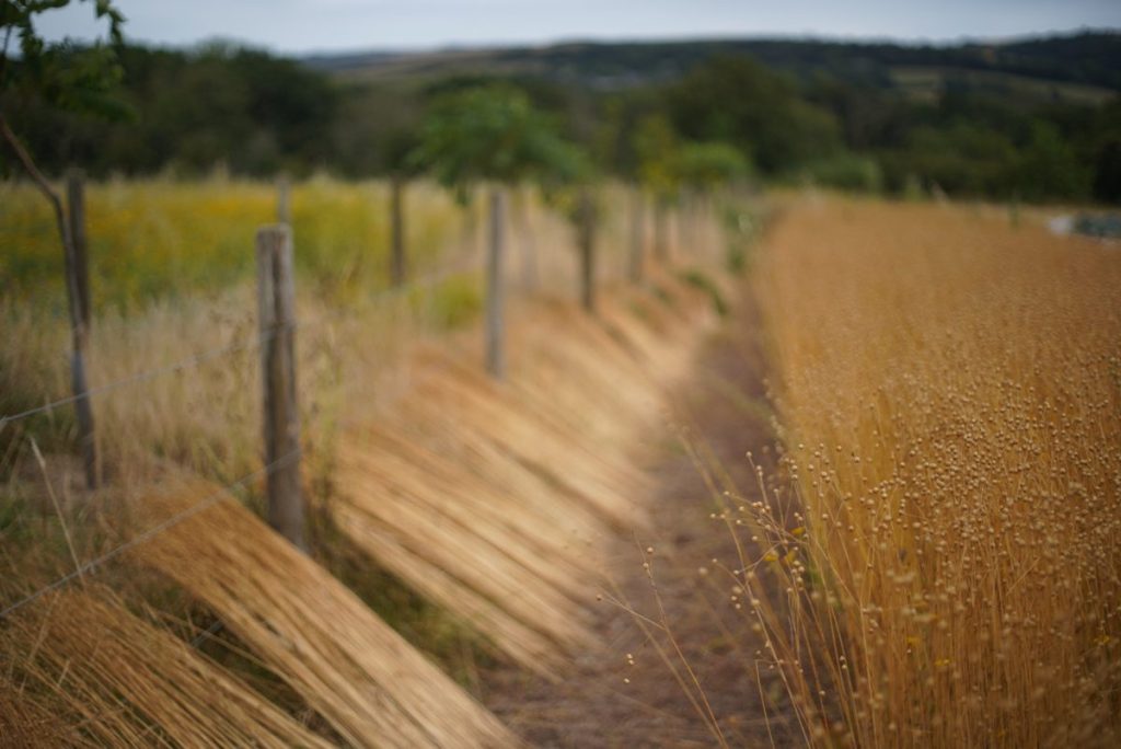 Harvested flax laid out in rows along a field edge to ret